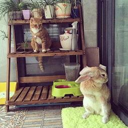 吃瓜叫喵酱,揭秘娱乐圈那些事儿